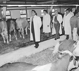 Cowshed: Leonid Brezhnev - farm - cows - cowshed