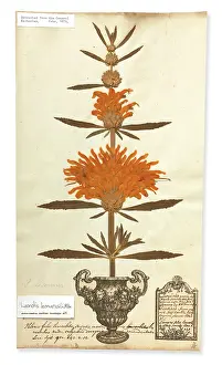 Eudicot: Leonotis leonurus, Lion's tail