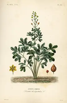 Maubert: Leontice, Leontice leontopetalum