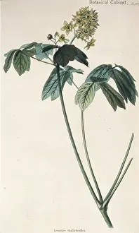 Vaccinium: Leontice thalictroides, beechdrops