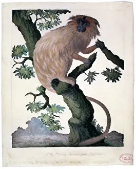 Silky: Leontopithecus rosalia, golden lion tamarin