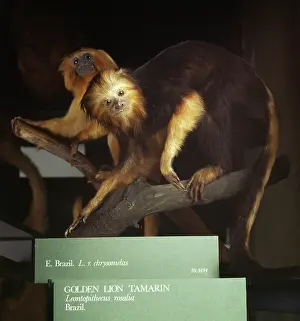 Silky: Leontopithecus rosalia, golden lion tamarin