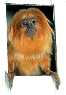 Silky: Leontopithecus rosalia, golden lion tamarin