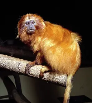 Silky: Leontopithecus rosalia, golden lion tamarin