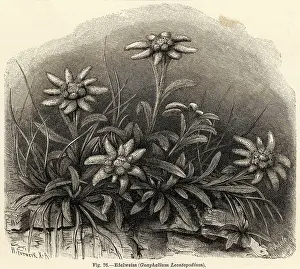 Alpinum: LEONTOPODIUM ALPINUM