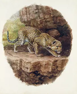 Weich: Leopard, 1899