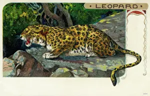 Saharan: Leopard