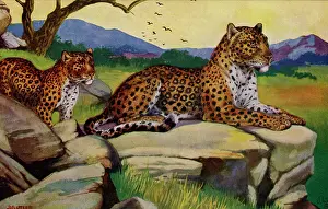 Saharan: Leopard