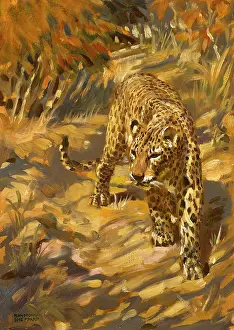 Leopards: A leopard