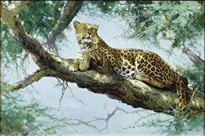 Acacia: Leopard in an Acacia Tree