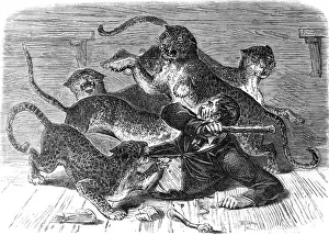 Menagerie: Leopard attack on zoo keeper, 1870