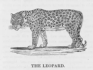 Pardus: LEOPARD (BEWICK)