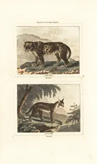 Quadrupeds: Leopard and caracal