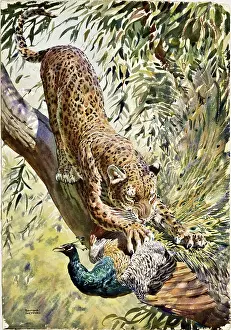 Hunts: A Leopard catches a Peacock