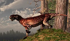 Alertness: A leopard coated Lycaenops hunts among a forest