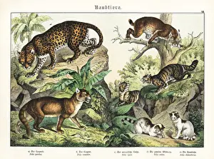 Naturgeschichte: Leopard, cougar, lynx and cats