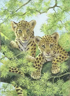 Samaraweera: Two Leopard Cubs in a tree