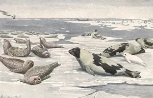 Pinnipeds: Leopard, Harp Seals