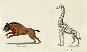 Hyena: Leopard and Hyena