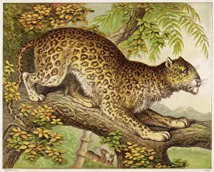 Kronheim: Leopard - Kronheim