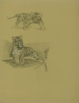 Tigers: Leopard on Ledge and Tiger Cub