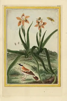 Chinensis: Leopard lily, Iris domestica