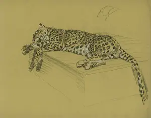 Sheppard: Leopard lying on a ledge