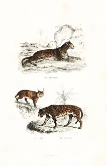 Pourrat: Leopard, lynx and jaguar