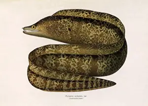 Tops: Leopard Moray Eel