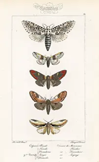 Pauquet: Leopard moth, sallow kitten and prominent moths
