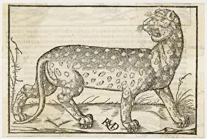 Knew: LEOPARD (MUNSTER)