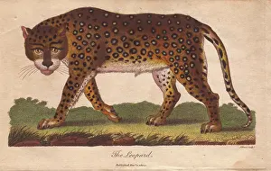 Sibly: Leopard, Panthera pardus