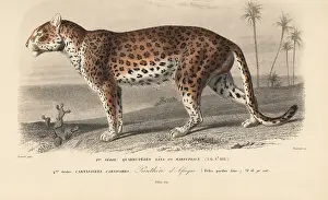 Dorbigny: Leopard, Panthera pardus