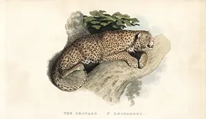 Leopardus: Leopard, Panthera pardus. Near threatened