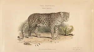 Pardus: Leopard, Panthera pardus. Near threatened