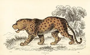 William Rhind: Leopard, Panthera pardus, vulnerable
