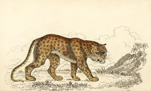 William Rhind: Leopard, Panthera pardus, vulnerable