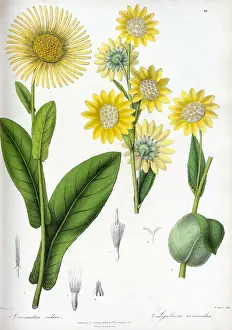 Indica: Leopard plant