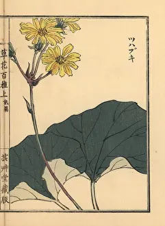 Japonicum: Leopard plant, Farfugium japonicum