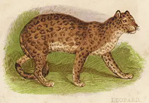 Pardus: Leopard Profile View