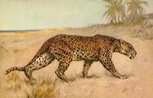 Hint: Leopard on the Prowl