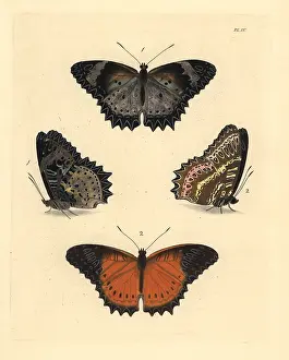 Cyane: Leopard and red lacewing butterflies