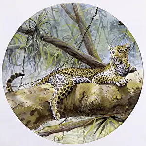 Saharan: A leopard resting on a rainforest branch