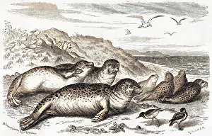 Throng: LEOPARD SEAL