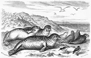 Throng: LEOPARD SEAL
