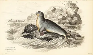 Phoca: Leopard seal, Hydrurga leptonyx