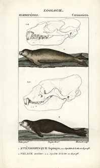 Monachus: Leopard seal, Hydrurga leptonyx, and Mediterranean