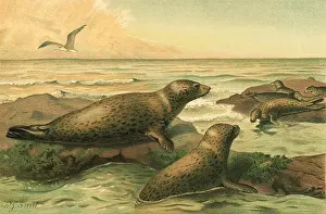Pinnipeds: Two Leopard Seals