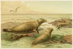 C1880: LEOPARD SEALS C1880