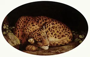 Curled: Leopard Sleeping, by Stubbs